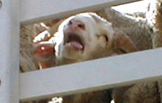 צמא, שמש קופחת והתייבשויות המוניות. מעבר גבול ערבה, ספטמבר 2002