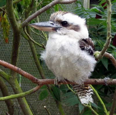 קוקברה בגן החיות המרטון, אנגליה: ציפורים לא מושכות קהל ולכן קשה לגני החיות להעביר מסרים חינוכיים בתצוגות...