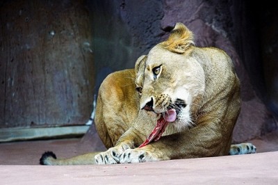 לביאה בגן החיות של ארפורט, גרמניה: מן הראוי שגני החיות יתאמצו לנצל את התצוגה לגיוס הקהל להגנה על אריות...
