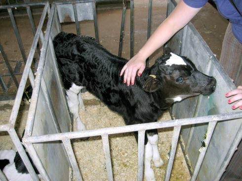  פעילת אנונימוס מלטפת עגל בכלוב בידוד 