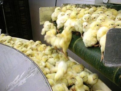 בעצם הבחירה להיפטר מאכילת בשר יכולה כל אחת מאתנו להציל כ-4,000 בעלי-חיים. יש לכך משמעות אדירה, שכן אחת...