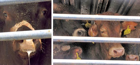 עגלים מיובשים ותשושים ממתינים לפריקתם במשאיות לוהטות. צופר, אוגוסט 2011