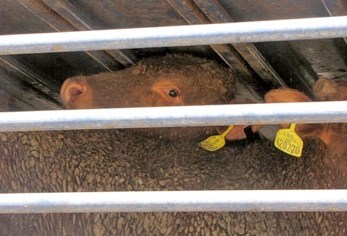 העגלים, מכוסים עדיין בהפרשותיהם מהמסע הממושך באוניה הדחוסה, דחוקים זה על זה ואל המתכת הלוהטת של המשאית....