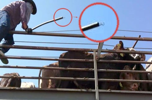 העגלים הוכו שוב ושוב בראשם עם צינורות שחובר אליהם דוקרן מאולתר. צופר, אוגוסט 2011