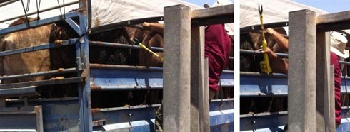 העגלים חושמלו גם כשלא הייתה להם כל יכולת לזוז. צופר, אוגוסט 2011