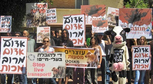 מכים ומחשמלים עגלים מאוסטרליה