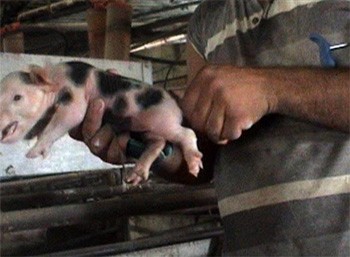 חיתוך זנב גור חזירים, המתבצע ללא הרדמה. צולם במשק חזירים באעיבלין