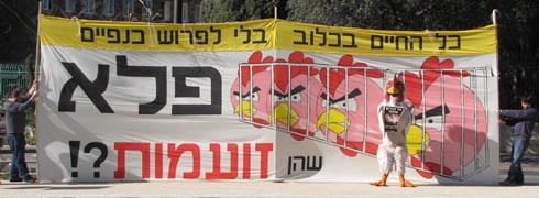 הממשלה אסרה הרעבת תרנגולות