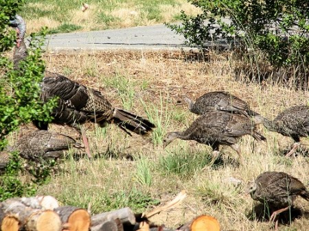 משפחת תרנגולי הודו בקליפורניה (צילום: Larry McCombs)