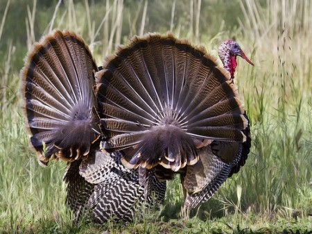 שני תרנגולי הודו במפגן חיזור (strut) בקליפורניה (צילום: Bill Bouton)