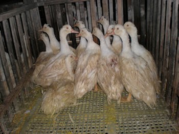 ברווזים מפוטמים בחוות סומונה בקליפורניה, ב-2011, כשנה לפני שהאיסור על פיטום נכנס לתוקף