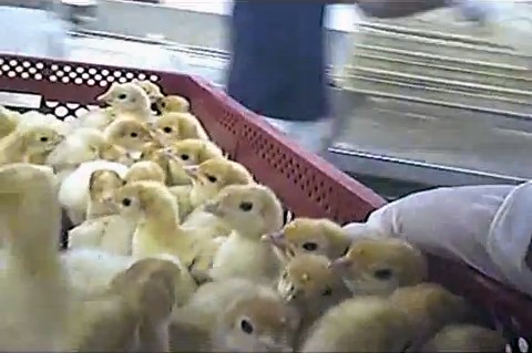 אפרוחי תרנגול הודו לאחר מיון ראשוני. כל התמונות לחלק זה של הכתבה צולמו במדגרת רמית באפריל 2012 