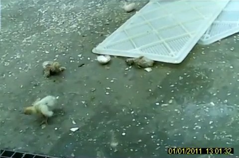 אפרוחים על רצפת המדגרה: אחד כנראה נמחץ תחת לכיסוי הפלסטיק, משמאלו אפרוח שמסוגל רק לזחול, ובתחתית התמונה...