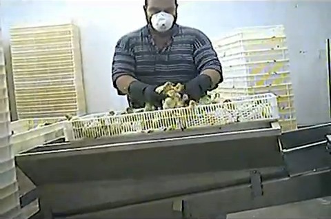 פועלי רמית מעבירים אפרוחים מארגזים למסוע: בתמונה העליונה הפועל שופך בגסות למסוע אפרוחים ממוינים; בתמונה...