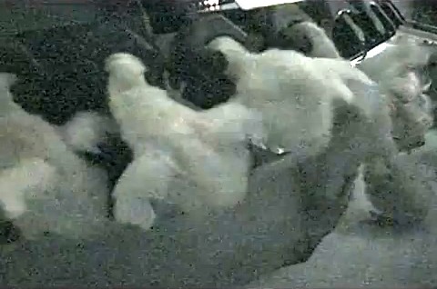 אפרוחים לכודים במכונה שכורתת את קצה מקורם באמצעות לייזר: כשהם תלויים בראשם, סיבוב המכונה הפתאומי מעיף את...