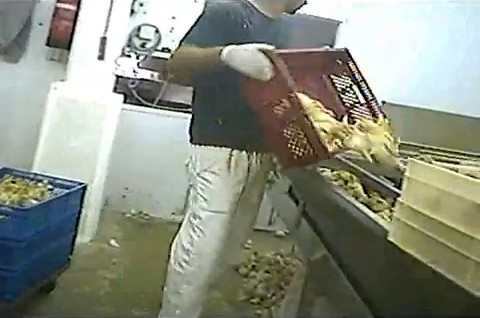 תעשיית תרנגולי ההודו