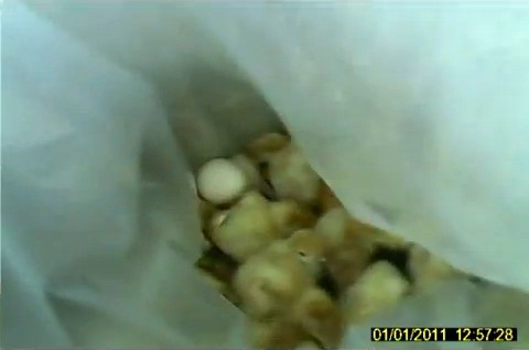 אפרוחים חיים מושלכים לשקית ניילון בתוך המדגרה לגסיסה ממושכת