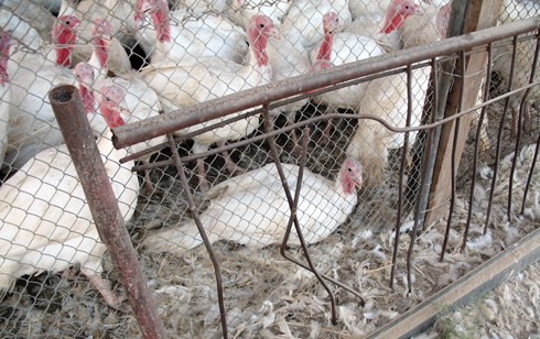 כשהלהקה כולה עומדת במתיחות, ודאי בתגובה לצלם, ואחת התרנגולות הקרובות רובצת, סביר להניח שקשה לה לעמוד. 