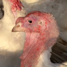 תעשיית תרנגולי ההודו