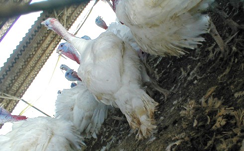 תרנגולי הודו שנבררו לגדילה מואצת סובלים מעמידות מופחתת לגורמי מצוקה ולמחלות, אולם הם נאלצים לחיות על...