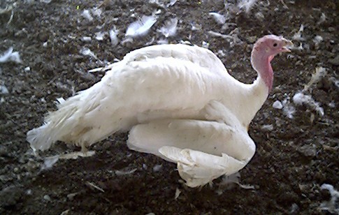 תרנגולת זו מתקשה לעמוד וללכת עד כדי כך שהיא גוררת את עצמה על הקרקע בעזרת הכנפיים. (צולם במכ, יוני 2004)