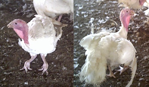 תרנגולות עם רגליים מעוקמות. הרגל הימנית של התרנגולת מימין התעוותה לחלוטין, האצבע האחורית 