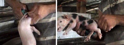 שקר המזון - תחקיר כלבוטק