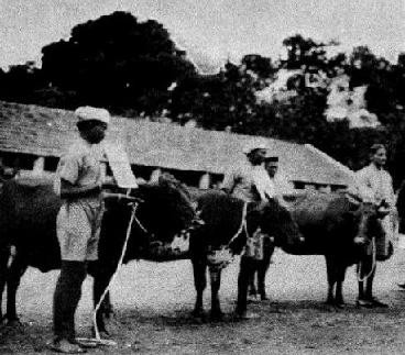 פרות במשק חלב בבנגלור, הודו, 1927. בניגוד לתפיסה הרווחת בדבר היחס הטוב לו זוכות פרות בהודו, גנדי היה ביקורתי...