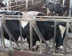 טום רייגן: הטיעון לזכויות בעלי-חיים