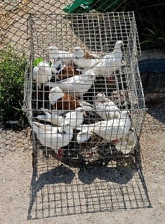 תמונת אילוסטרציה: Vladimer Shioshvili