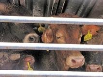 עגלים מיובשים ותשושים ממתינים לפריקתם במשאיות לוהטות, לאחר שהובלו באוניות מאוסטרליה לישראל, אוגוסט 2011.