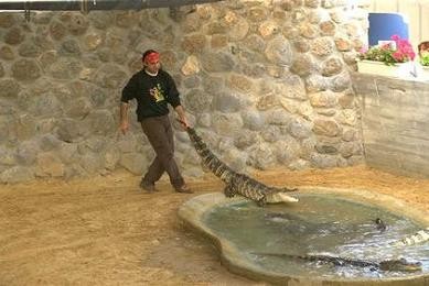 גרירת תנין מזנבו, חמת גדר, 1995. צילם: אבי אוחיון, לע מ