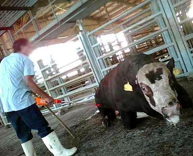 עגל מחושמל במטרה להאיץ בו אל השחיטה. מתוך החקירה