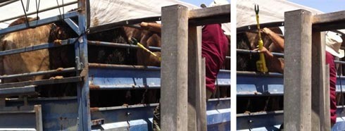 תיעוד של פריקת עגלים המובלים מאוסטרליה עבור המותג אדום אדום , מתוך מכ, אוגוסט 2011. גם במקרה זה, תועדו...