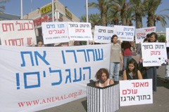 הפגנה נגד תנאי הכליאה של עגלי חלב בישראל