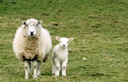 כשרות וצמחונות