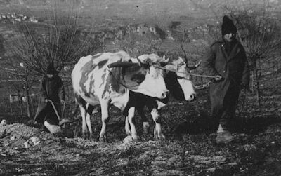  חיות עבודה חיות בתנאים המקבילים במידת-מה לתנאי עבדות קשים; מכירים בהן בתור מישהו , אך מישהו שמצוי לגמרי...