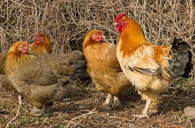 אילוסטרציה: Ian-S