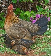 תרנגול בנקיבה (Burmese Red Junglefowl), המין שממנו בוית תרנגול הבית. תמונה: Bruce Foltun