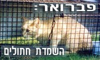 חתול שנחטף ונכלא בכלוב