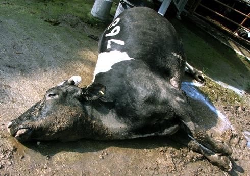 פרה קורסת וגוססת, עטיניה מגירים חלב, מושלכת בשולי רפת חלב בבית שערים. צולם על ידי פעילי אנונימוס בינואר 2012