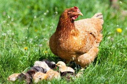 החיים בשטח קופסת נעליים