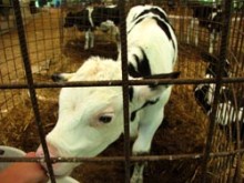 בין תעשיית החלב לתעשיית הבשר