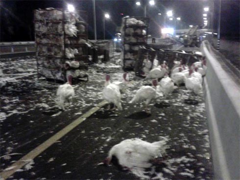 זוגלובק - אכזריות שהיא לא תאונה