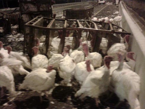 זוגלובק - אכזריות שהיא לא תאונה