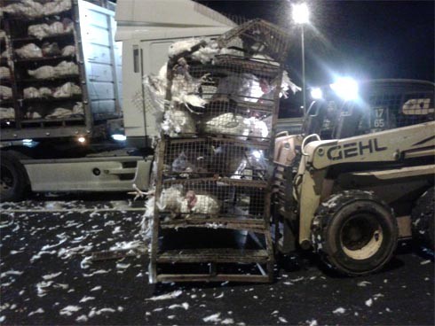 זוגלובק - אכזריות שהיא לא תאונה