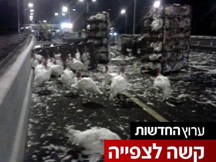 זוגלובק - אכזריות שהיא לא תאונה