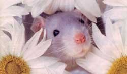 עכבר בסביבה טבעית