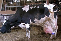 והפרה אסירת תודה