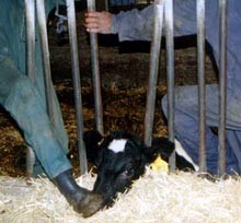 והפרה אסירת תודה